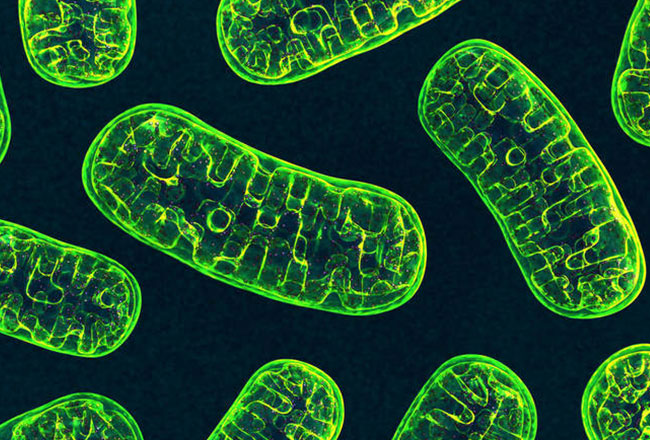 Effets de l'oxygénothérapie hyperbare sur les propriétés mitochondriales