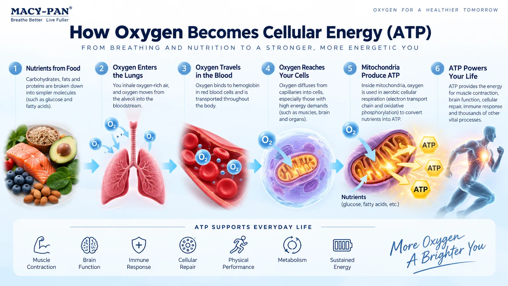 How Oxygen Becomes Cellular Energy (ATP)